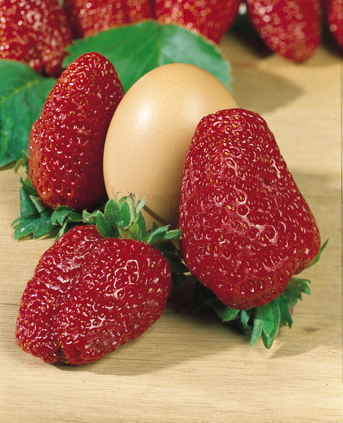Fragaria Strawberry 'Senga Gigana' - Giant Strawberry