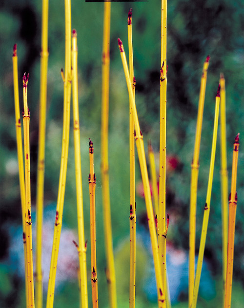 Cornus sericea 'Flaviramea'