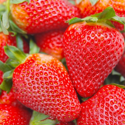 Fragaria Strawberry Everbearer Albion
