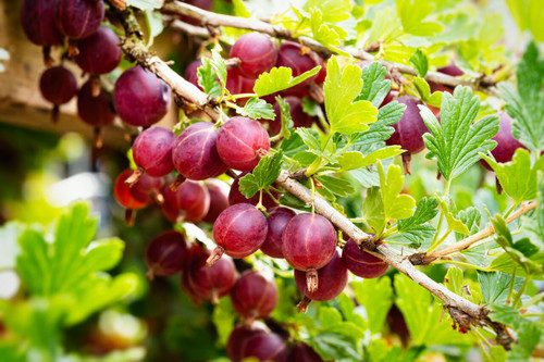 Ribes Gooseberry Captivator (Red Thornless)