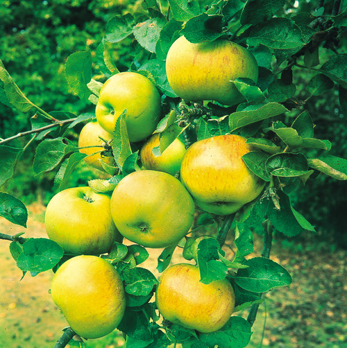 Malus d. Bramley