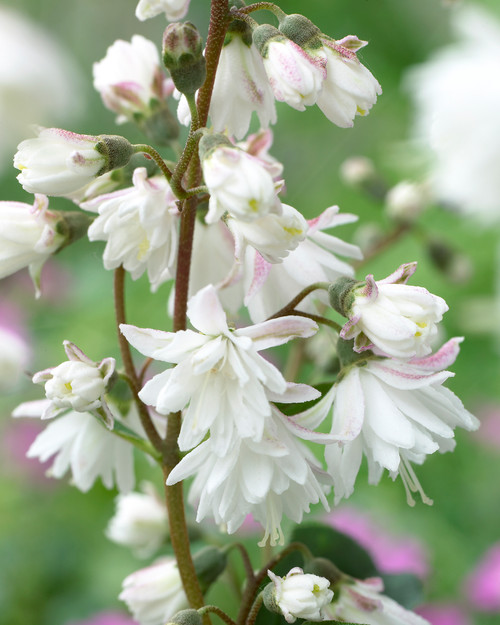 Deutzia cren. 'Pride of Rochester'