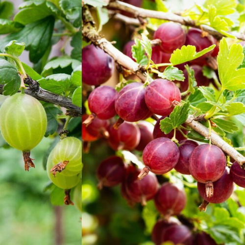 6 Gooseberry Thornless Collection