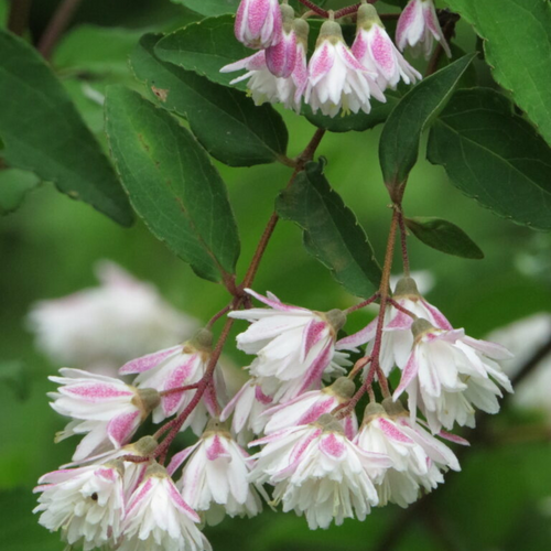 Deutzia scabra 'Plena'