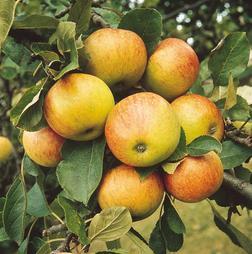 Malus d. 'James Grieve'