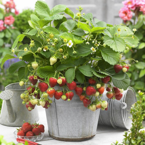 Fragaria Strawberry Fenella