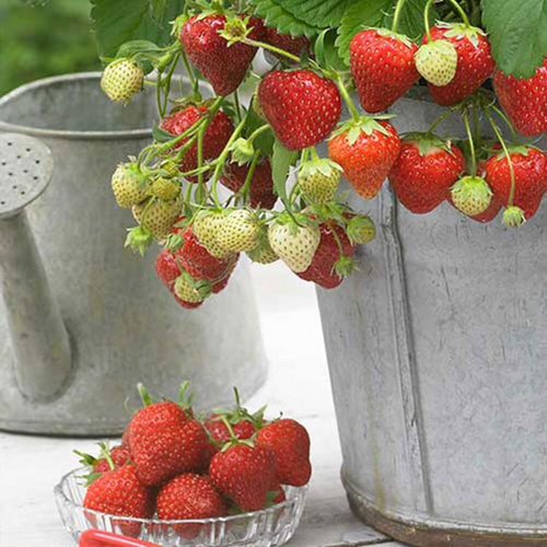 Fragaria Strawberry Mara des Bois