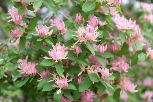 Lonicera tatarica Rosea