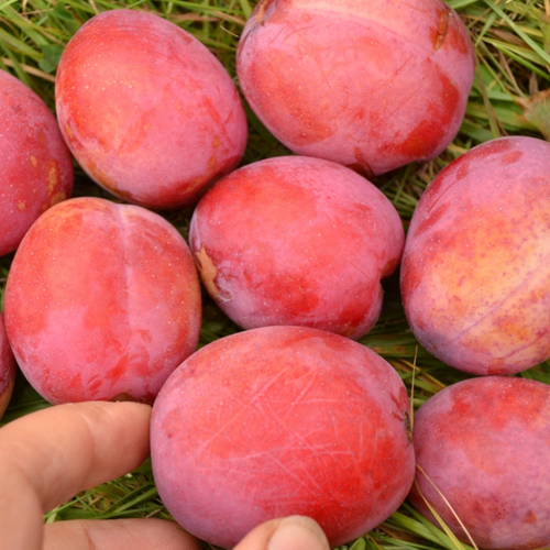 Prunus d. 'Victoria'