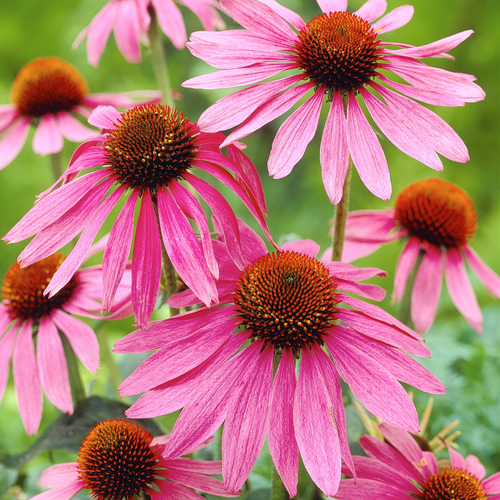 Echinacea Purpurea (Pink)