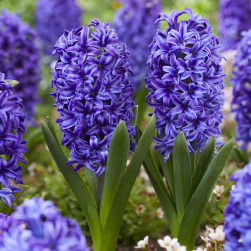 Hyacinth Blue Jacket 17/18