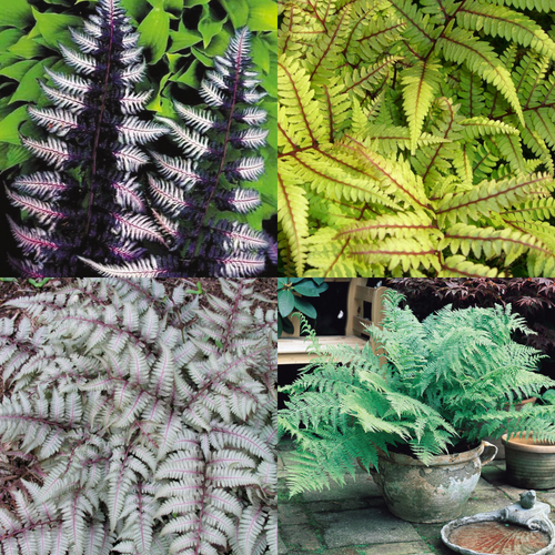 Athyrium Collection (Exotic Ferns) Athyrium Collection (Exotic Ferns)