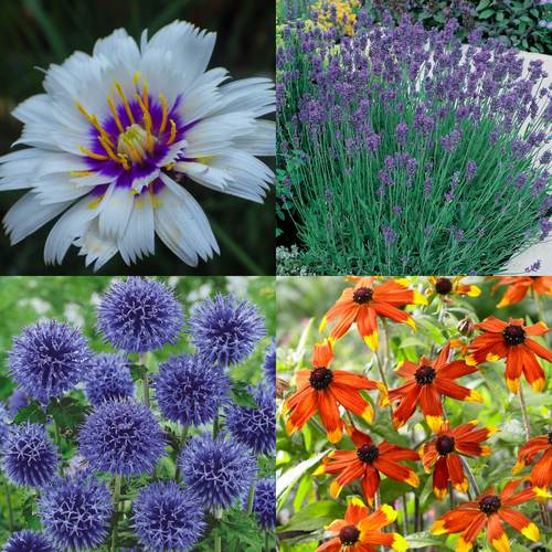 Potted Perennials Bestsellers Collection B