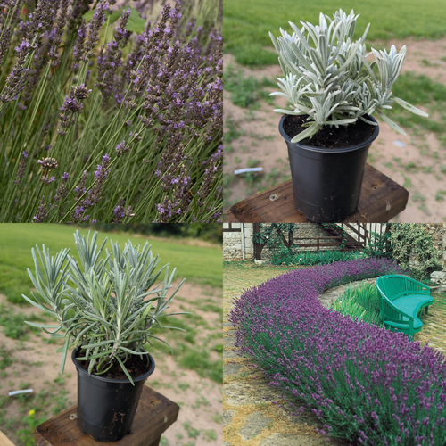 Bestselling Lavender Collection (4)