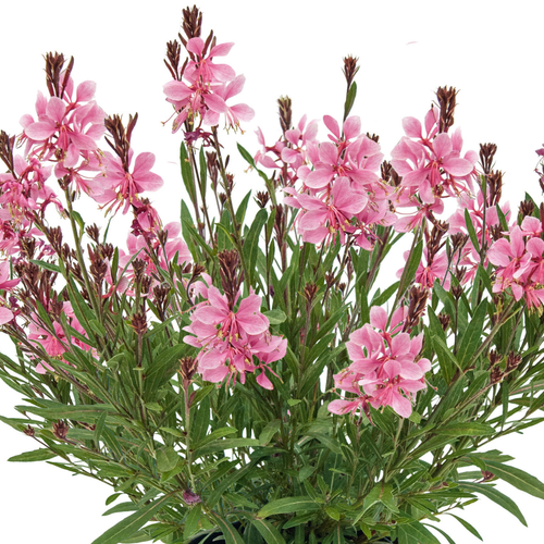 Gaura lindheimeri ‘Everlast Light Pink’