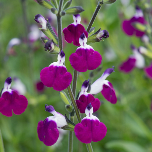 Salvia greggii 'Amethyst Lips'