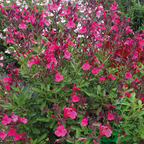 Salvia Jamensis Magical® Amazone