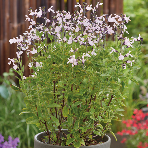 Salvia Jamensis Magical® Donau