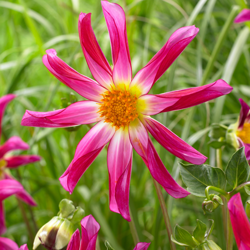 Dahlia 'Honka Pink'