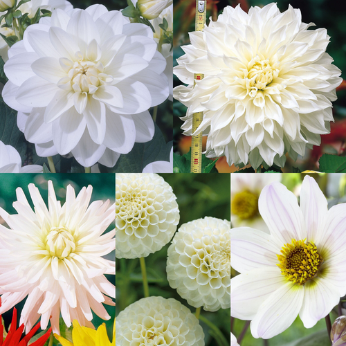 5 White Dahlia Collection