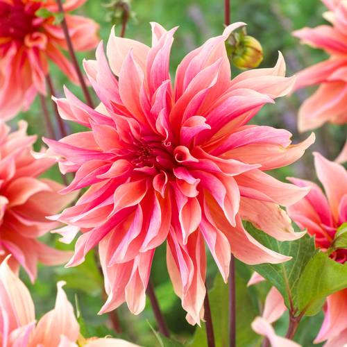 Dahlia 'Labyrinth'