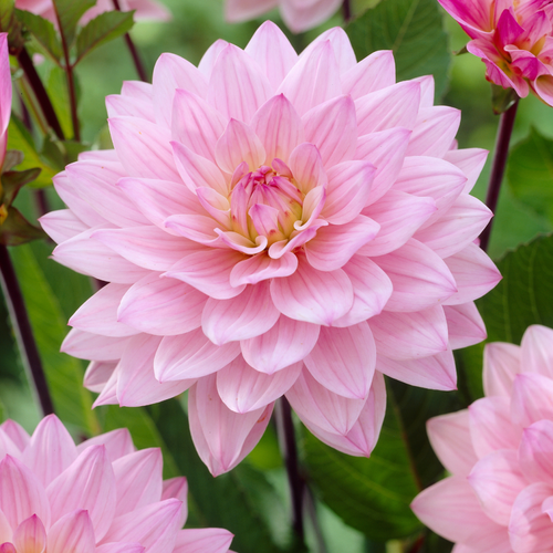Dahlia 'Karma Prospero'