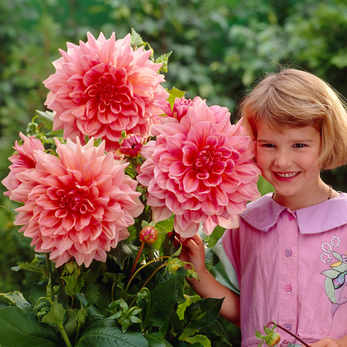 Dahlia 'Otto's Thrill'
