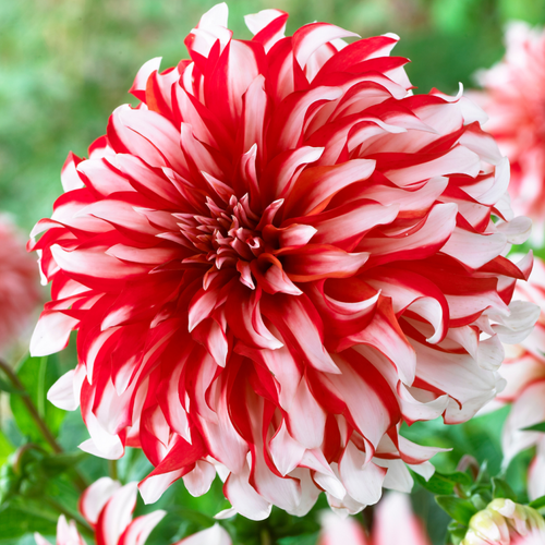 Dahlia 'Santa Claus'