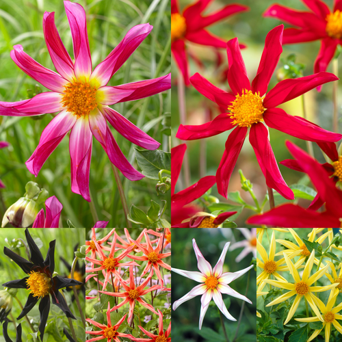 6 Dahlia Cartwheel Collection