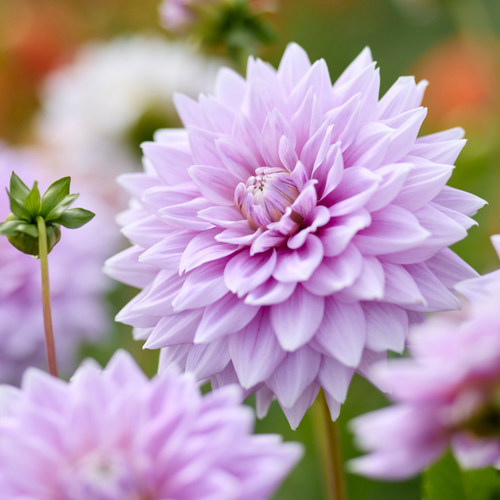 Dahlia 'Ferncliff Inspiration'