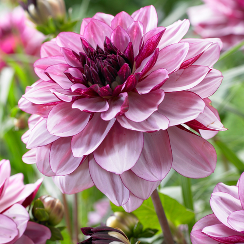 Dahlia 'Crème de Cassis'