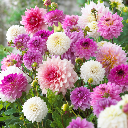 Dahlia Pink Blend Mix