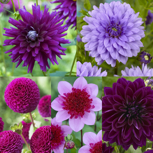 5 Blue/Purple Dahlia Collection