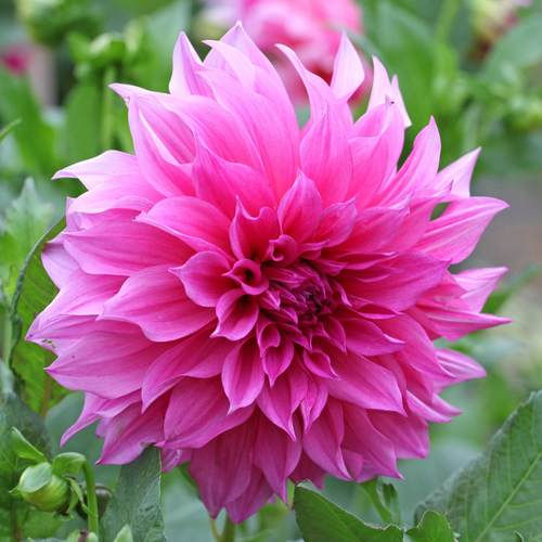 Dahlia 'Café au Lait Rose'