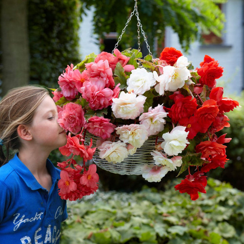 9 Begonia Odorata Collection