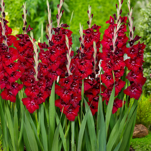 Gladiolus Gladdies 'Tom'