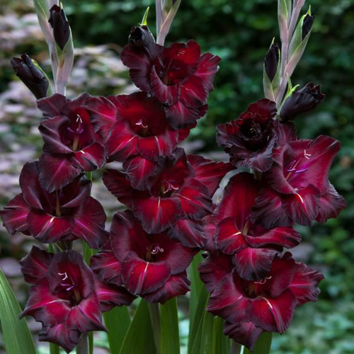 Gladiolus 'Back Star'