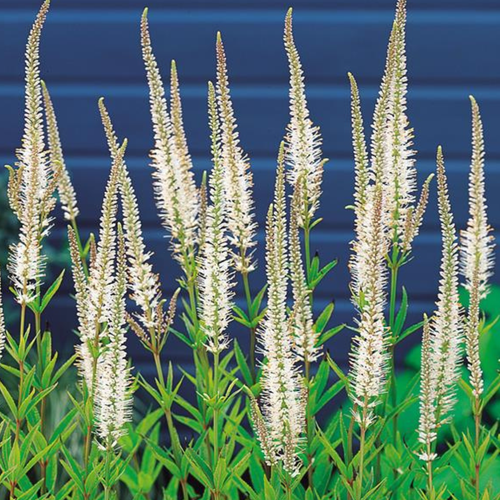 Veronicastrum album
