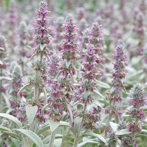 Stachys byzantina (Lambs Ear)