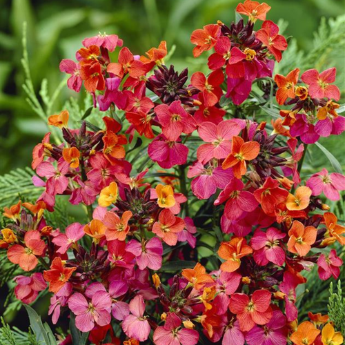 Erysimum Constant Cheer