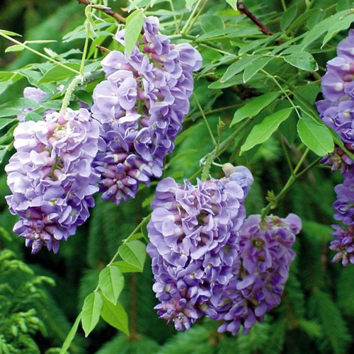 Wisteria 'Amethyst Falls'