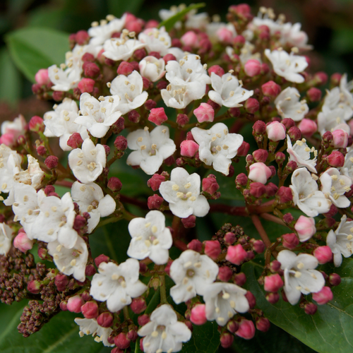 Viburnum tinus