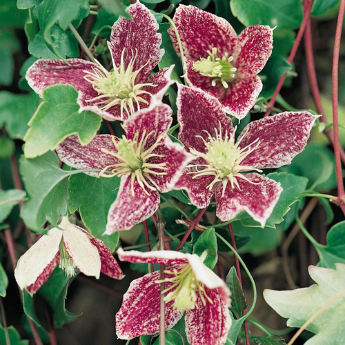 Clematis 'Freckles'