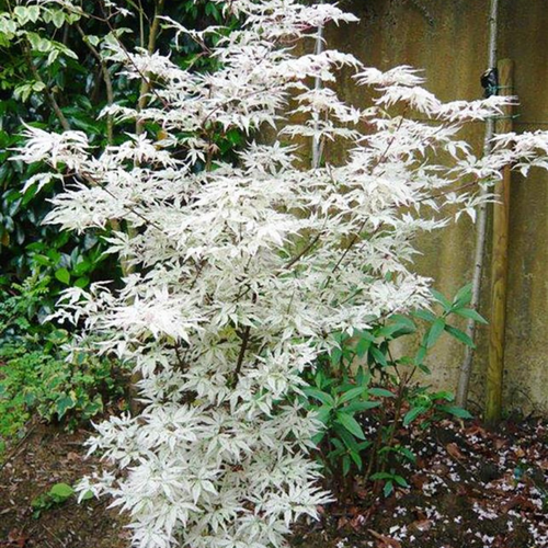 Acer 'Ukigumo'