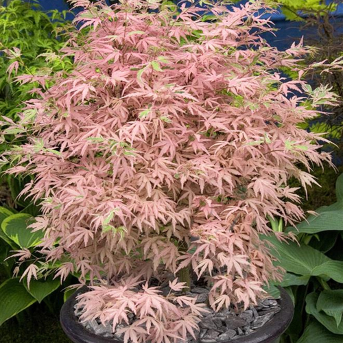 Acer 'Taylor'