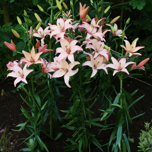 Lilium 'Easy Waltz'