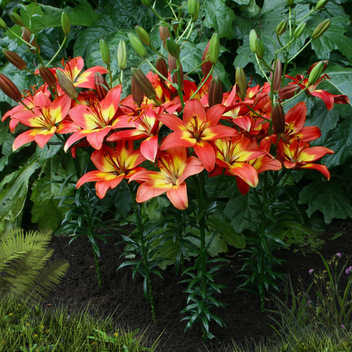 Lilium 'Forever Linda'