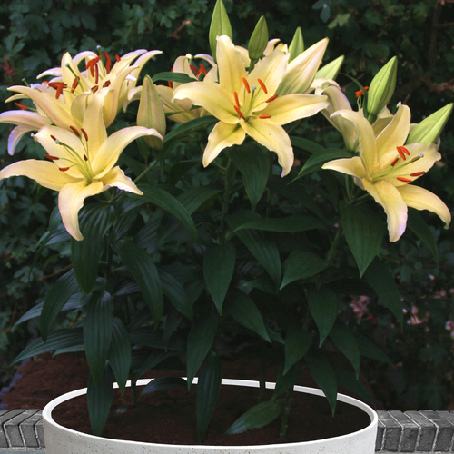 Lilium 'Gold Party'