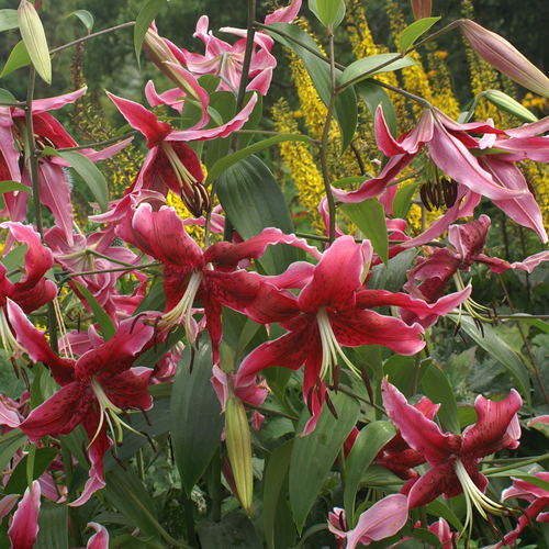 Lilium 'Miss Feya'