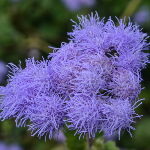 Ageratum Blue
